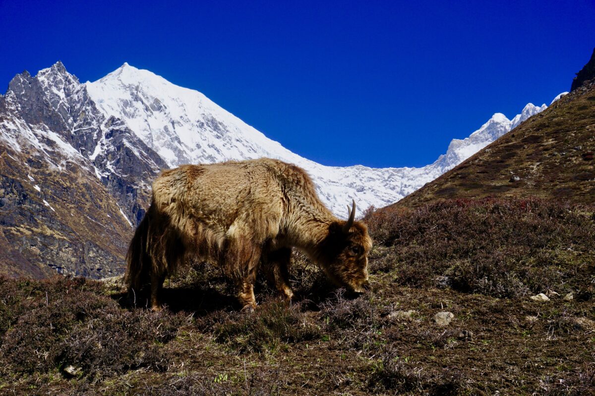 Pub Nite: 'Rising from the Rubble - Trekking through Langtang Valley' - June 2 @ 8 pm
